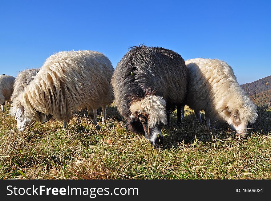 Sheeps on a hillside.