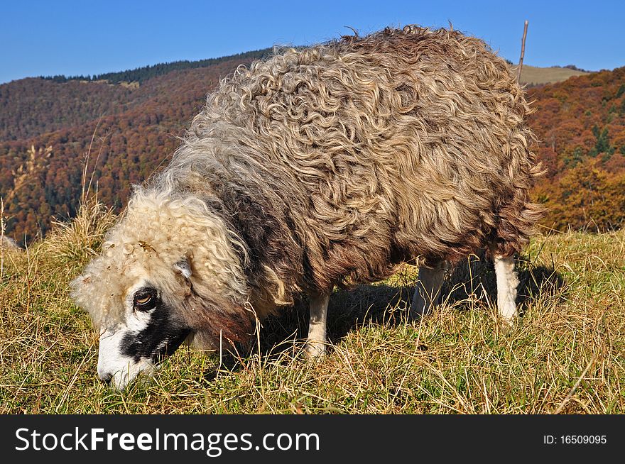 Sheep On A Hillside.
