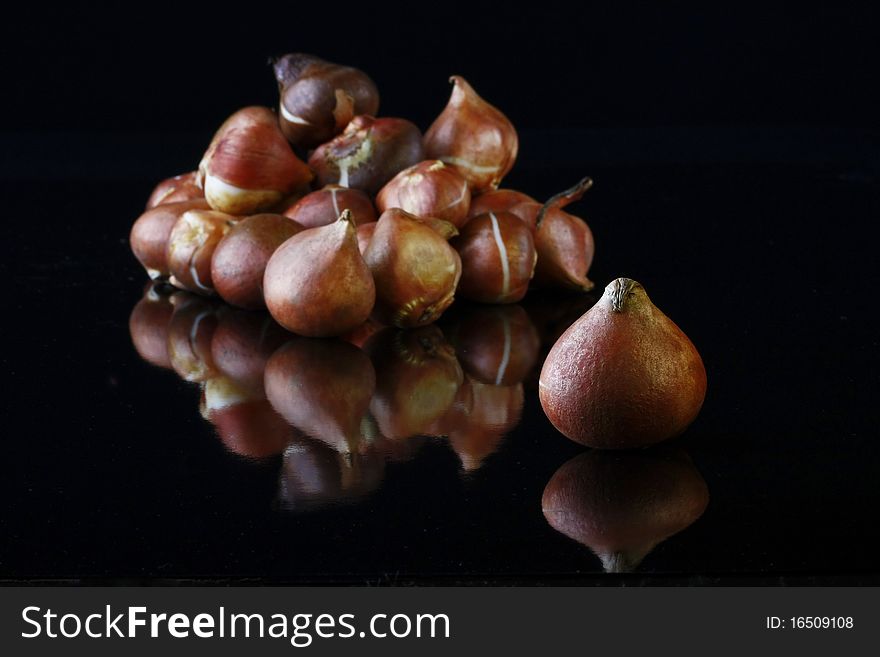 Tulip bulbs waiting to be planted on black reflective background
