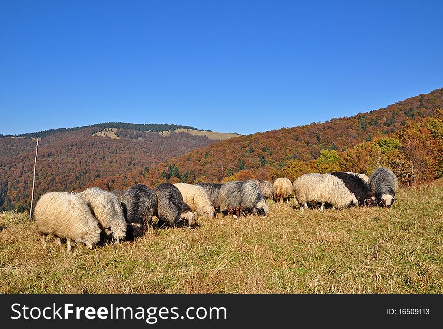 Sheeps on a hillside in an autumn landscape under the dark blue sky. Sheeps on a hillside in an autumn landscape under the dark blue sky.