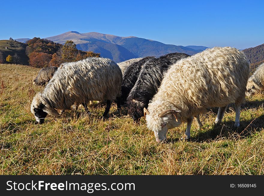 Sheeps on a hillside in an autumn landscape under the dark blue sky. Sheeps on a hillside in an autumn landscape under the dark blue sky.