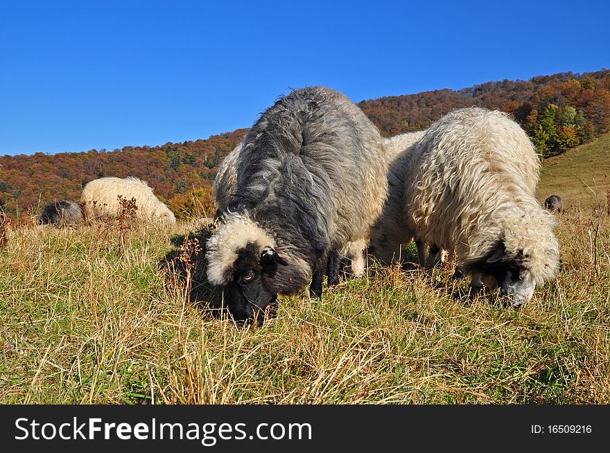 Sheeps on a hillside in an autumn landscape under the dark blue sky. Sheeps on a hillside in an autumn landscape under the dark blue sky.