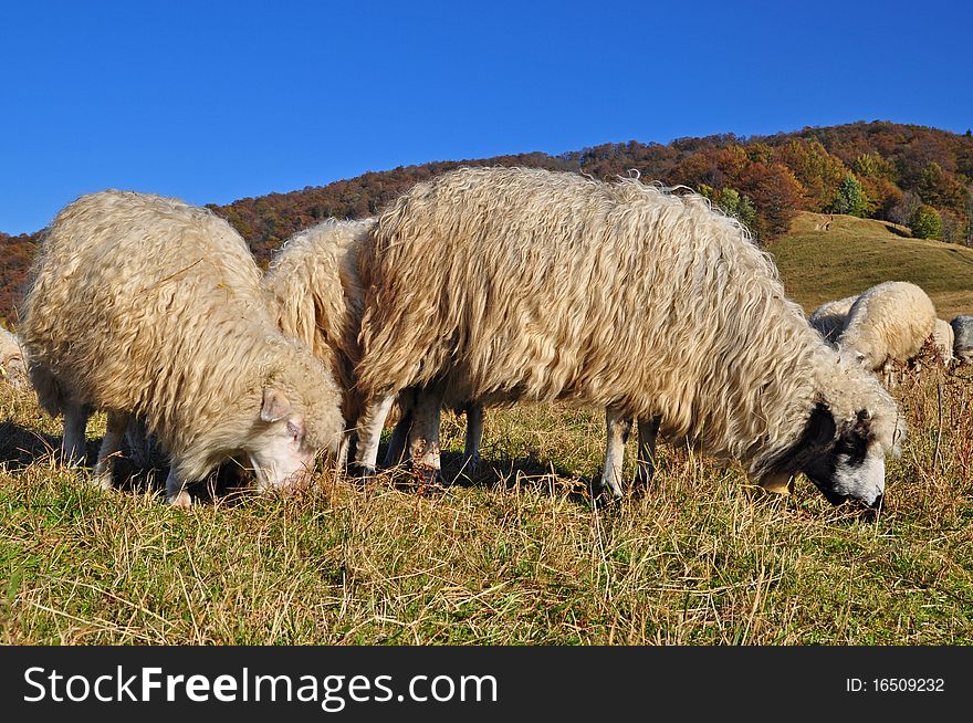 Sheeps on a hillside.