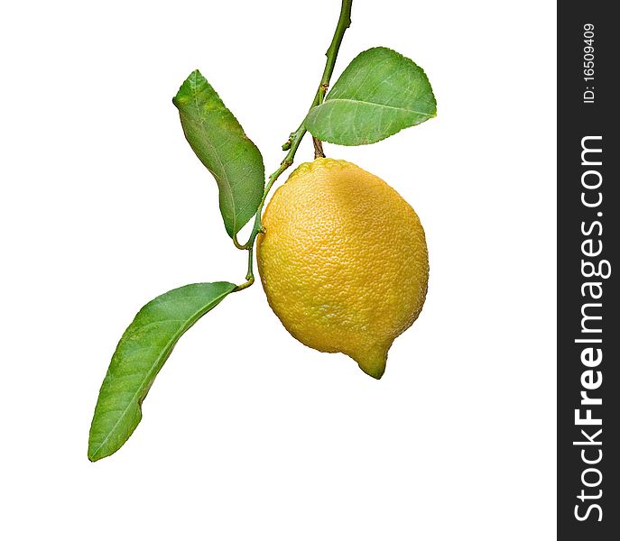 Lemon on branch isolated on white background
