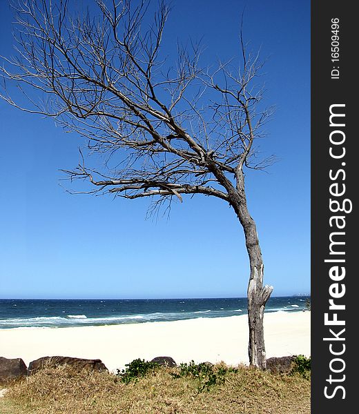 Beautiful dead tree by the beach with gorgeous blue sky.