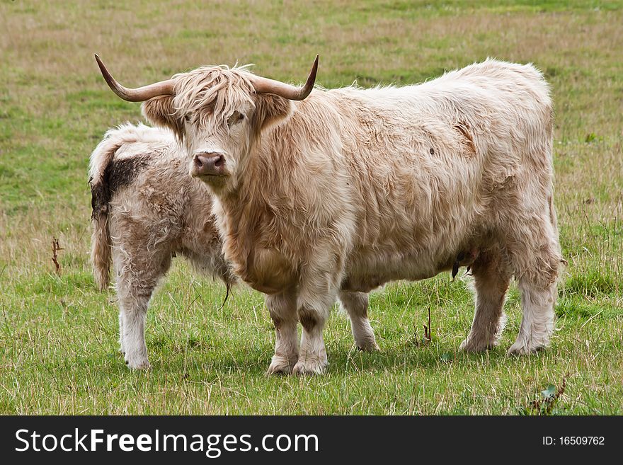 Angus calf withi his mother, Scotland, Sutherland. Angus calf withi his mother, Scotland, Sutherland