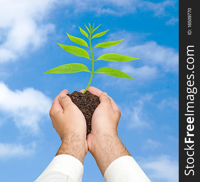 A sprout in hands as a symbol of nature protection