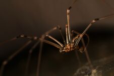 Small Spider In The Corner Stock Photo Small Spider In The Corner Stock Photo