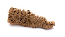 Fossil Royalty Free Stock Image Fossil Royalty Free Stock Image