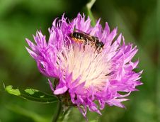 Honeybee On A Thistle Royalty Free Stock Image Honeybee On A Thistle Royalty Free Stock Image