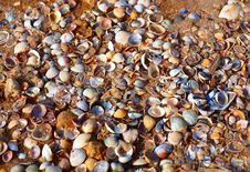 A Lot Of Seashells On A Sand Beach Stock Image A Lot Of Seashells On A Sand Beach Stock Image