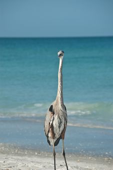 Great Blue Heron On A Gulf Coast Beach Stock Image