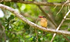 Close-up Of A Brown-hooded Kingfisher Royalty Free Stock Image