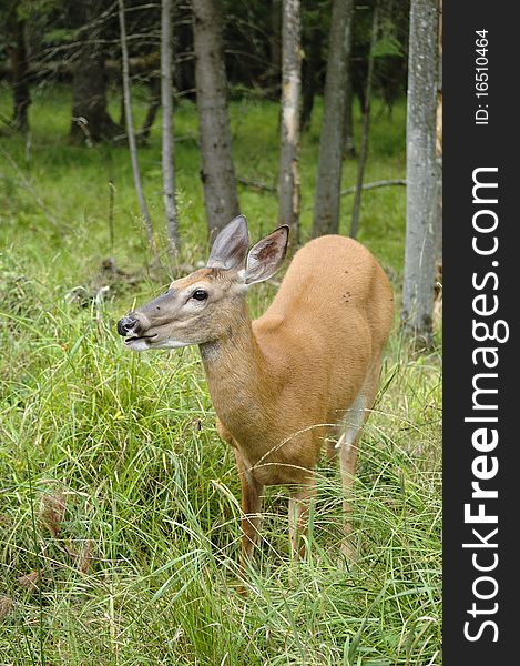 Female deer in the forest