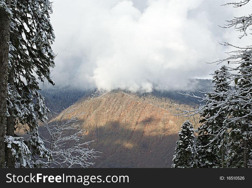 Frozen trees in the winter forest