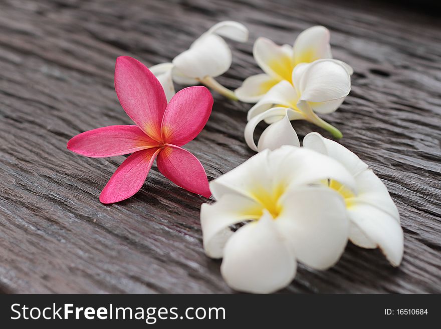 Flower Leelavadee Plumeria