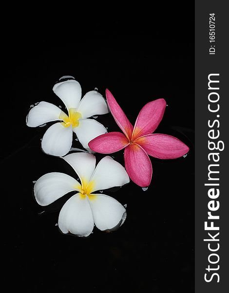 Photo Tropical flower Leelavadee Plumeria