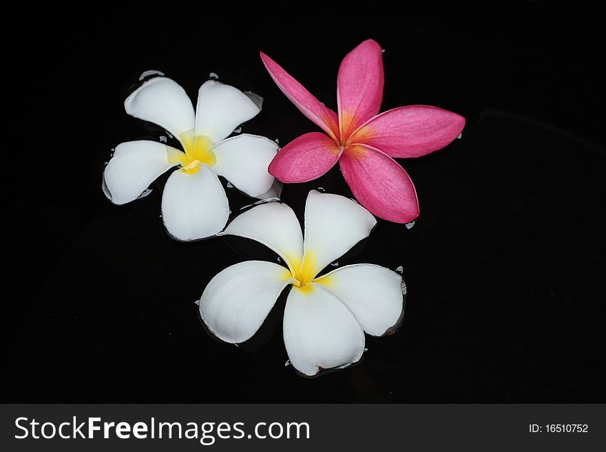 Photo Tropical flower Leelavadee Plumeria