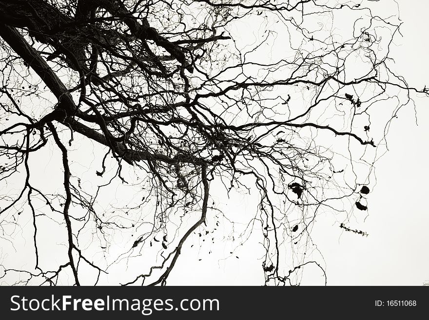 Isolated tree branches on a grey autumn sky. Isolated tree branches on a grey autumn sky