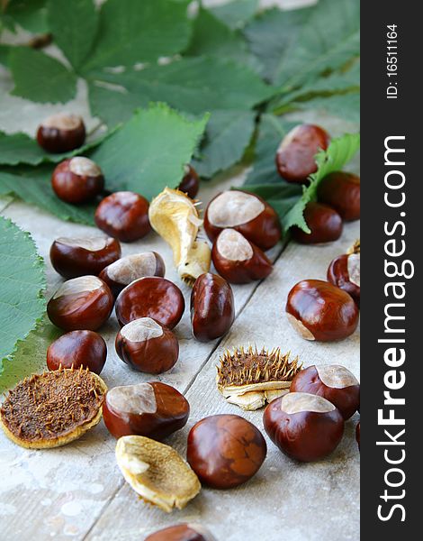 Many chestnut trees with leaves on wooden table. Many chestnut trees with leaves on wooden table