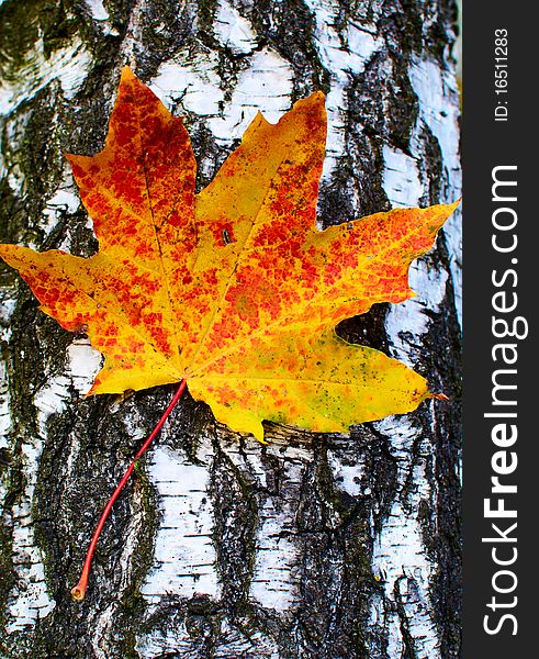 Alone red-yellow maple leaf on the background of a tree trunk. Alone red-yellow maple leaf on the background of a tree trunk