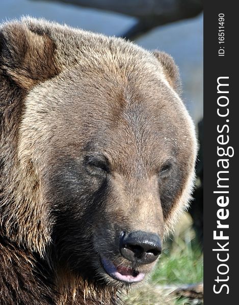 This is a close up of a brown bear