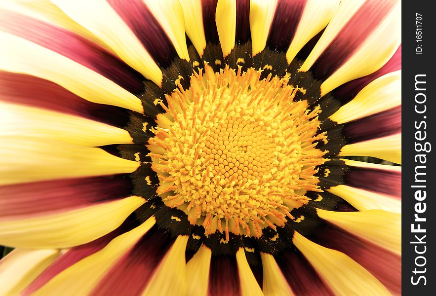 Yellow And Red Flower Background