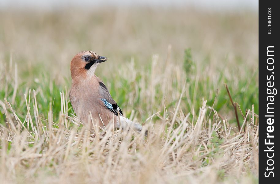 A jay with a seed in its bill.