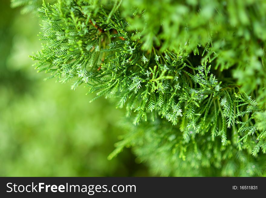 Close up of pine leaves