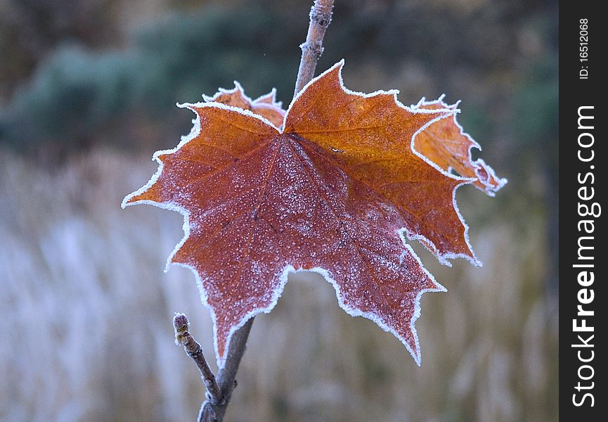 Maple leaf covered with frost. Maple leaf covered with frost