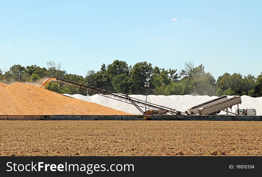 Unloading corn onto a pile from trucks after being harvested