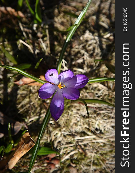 Spring crocus on a meadow close up