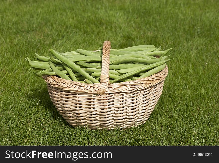 Harvest of beans in a basket. Harvest of beans in a basket