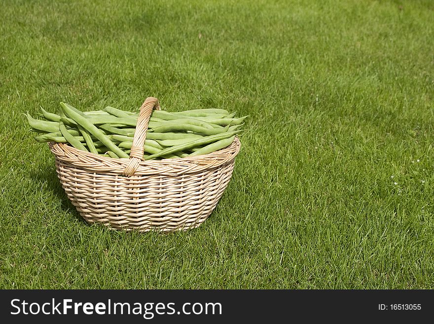 Harvest of beans in a basket. Harvest of beans in a basket