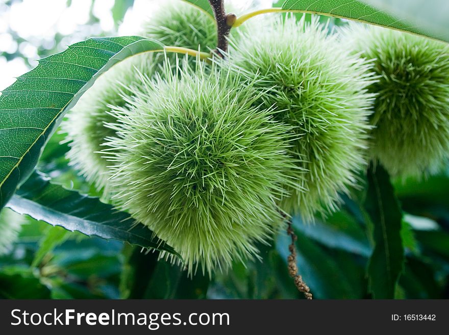 Closu up to unripe green chestnuts