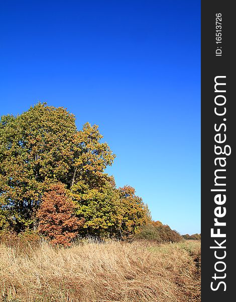 Yellow oak on autumn field