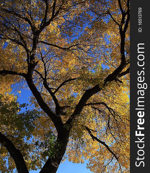 An autumn tree with blue sky