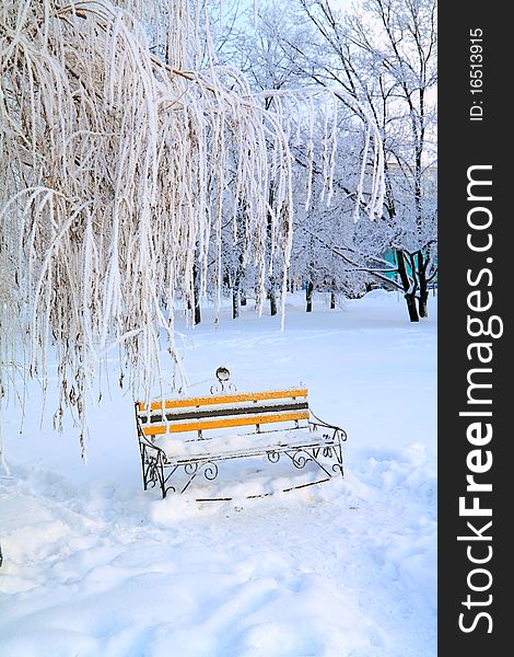 Bench In Winter Park