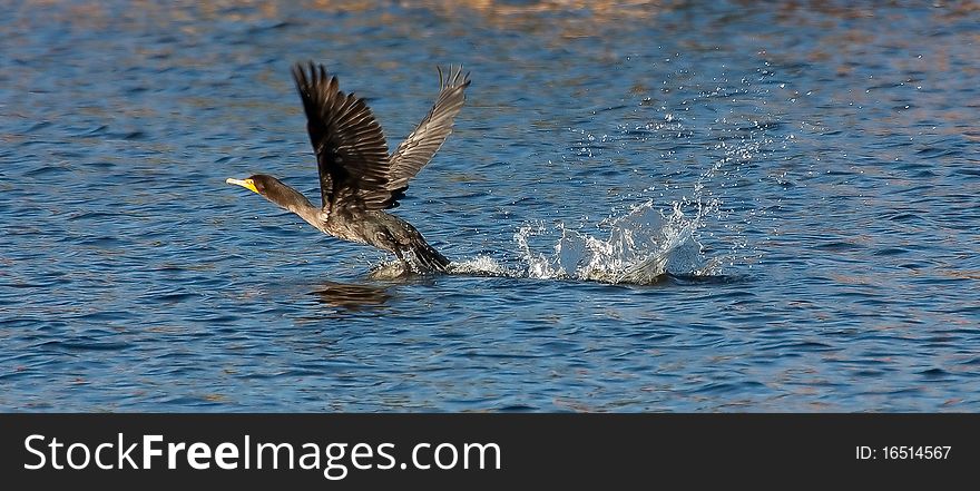 Double-crested Cormorant lifting off the water