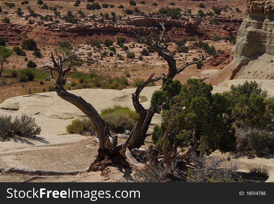 A tree growing in the Utah desert. A tree growing in the Utah desert.