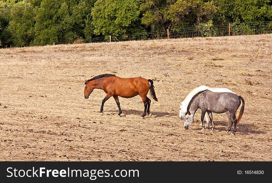 Horses grazing in a field of hay