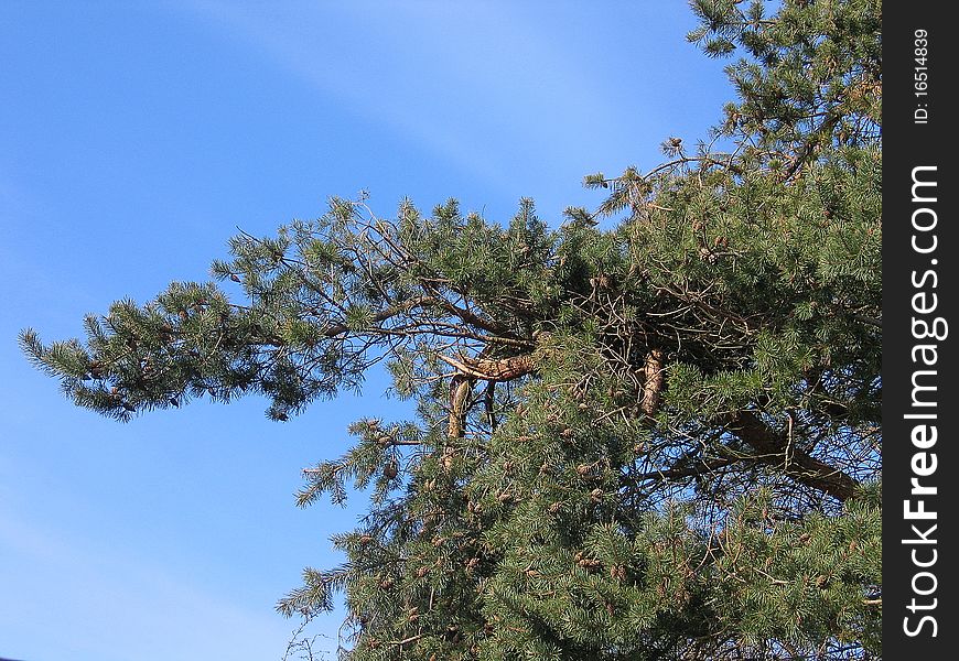 Tall pine trees outdoors forest with clear blue sky background. Tall pine trees outdoors forest with clear blue sky background