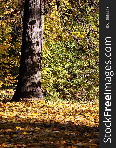 Autumn in forest. Tree and yellow leaves.