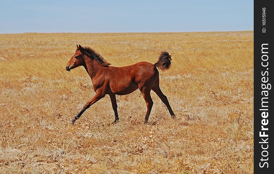 Little horse in the field