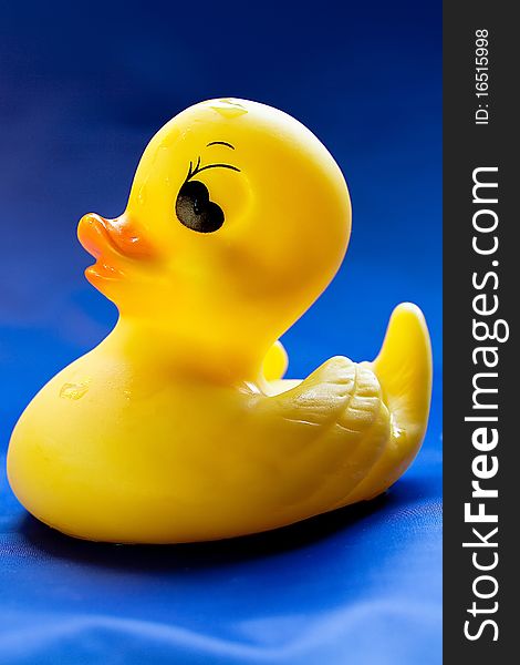 Rubber duck with water drops on blue background