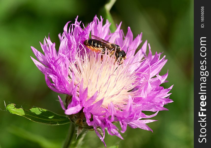 Honeybee on a thistle