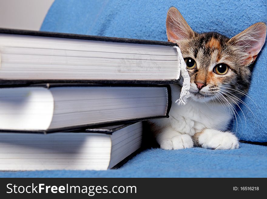 Cute kitten with a books on a blue background