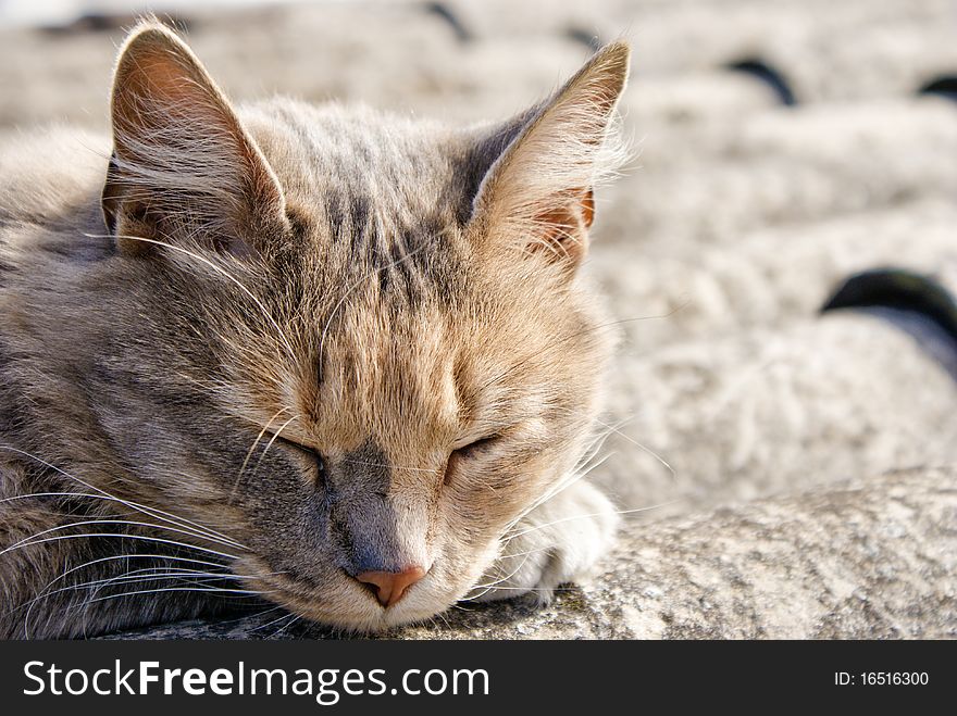 Street cat sleeping on a roof