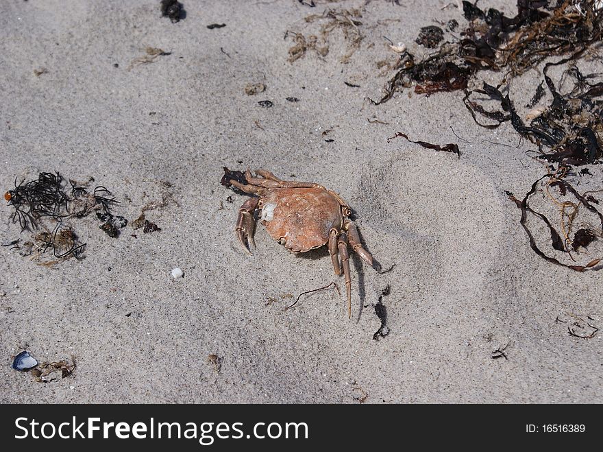 A washed up crab at a beach