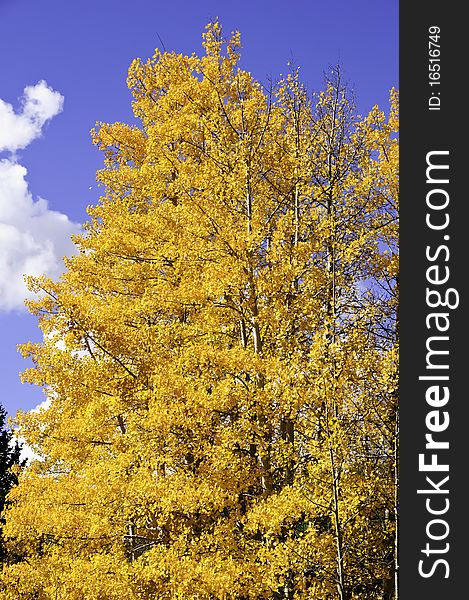 Aspens turning yellow against the blue sky. Aspens turning yellow against the blue sky